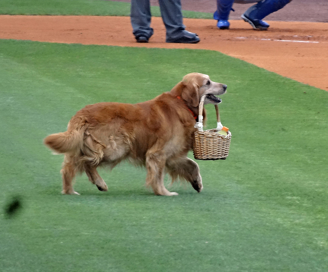 26739835665_796bf0c721_z